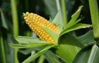 Maize (Corn) 