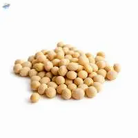 Soybean Seed