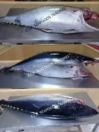 Yellow Fin Tuna Headless Gutted- Fresh Chill