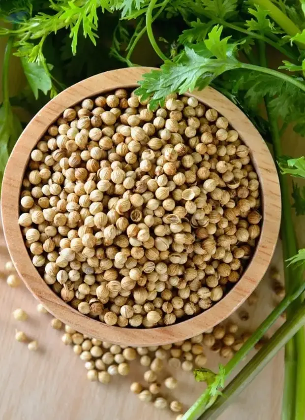Premium Quality Indian Coriander Seeds