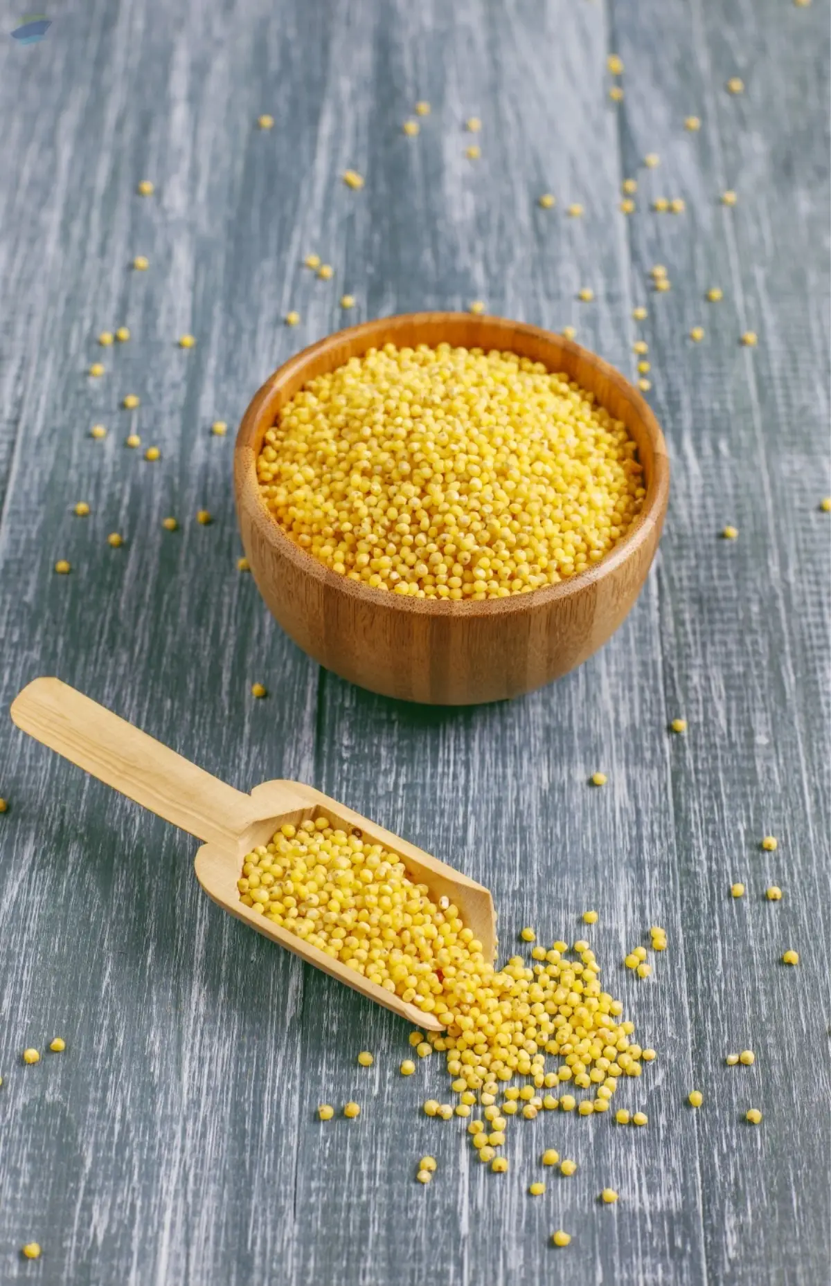 Premium Foxtail Millet Export Quality Grain