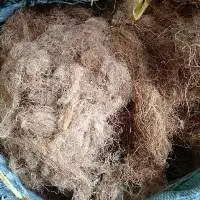 Dried Gelidium Seaweed