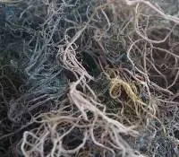 Dried Gracilaria Seaweed