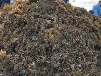 Dried Sargassum Seaweed