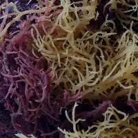 Dried Spinosum Seaweed