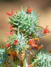 Cold Pressed Castor Oil