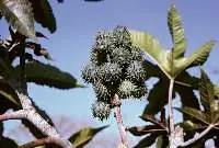 Castor Oil Ethoxylate CO 36
