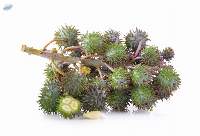 Castor Oil Pale Pressed (PPG)