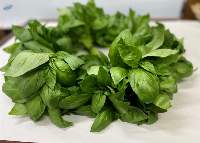 Fresh Basil