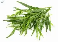 Tarragon Herb