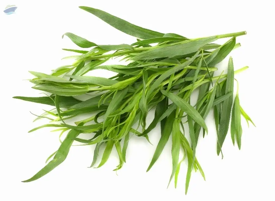 Tarragon Herb