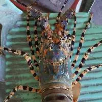 Fresh Frozen Whole Spiny Lobster