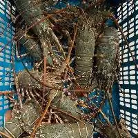Live Spiny Lobsters