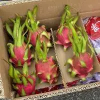 Dragon Fruit (Pitaya)