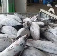 Skipjack Fish Frozen