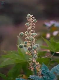 Castor Oil and It's Types