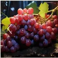 Grapes