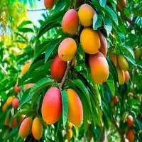 Mangoes