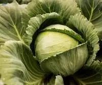 Cabbage