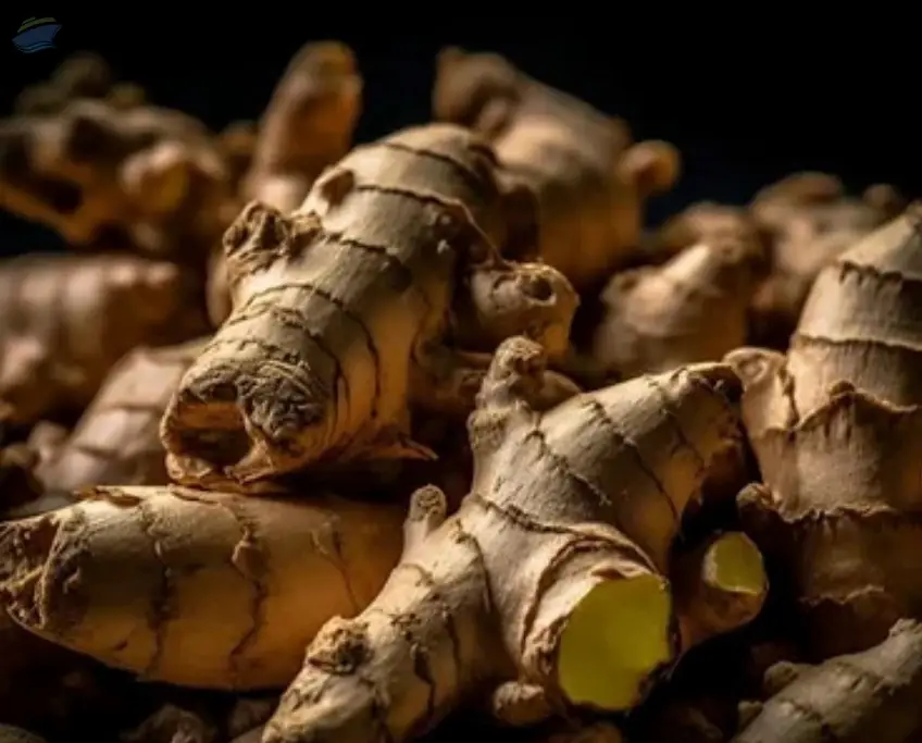Ginger