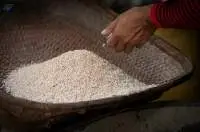 Sharbati rice