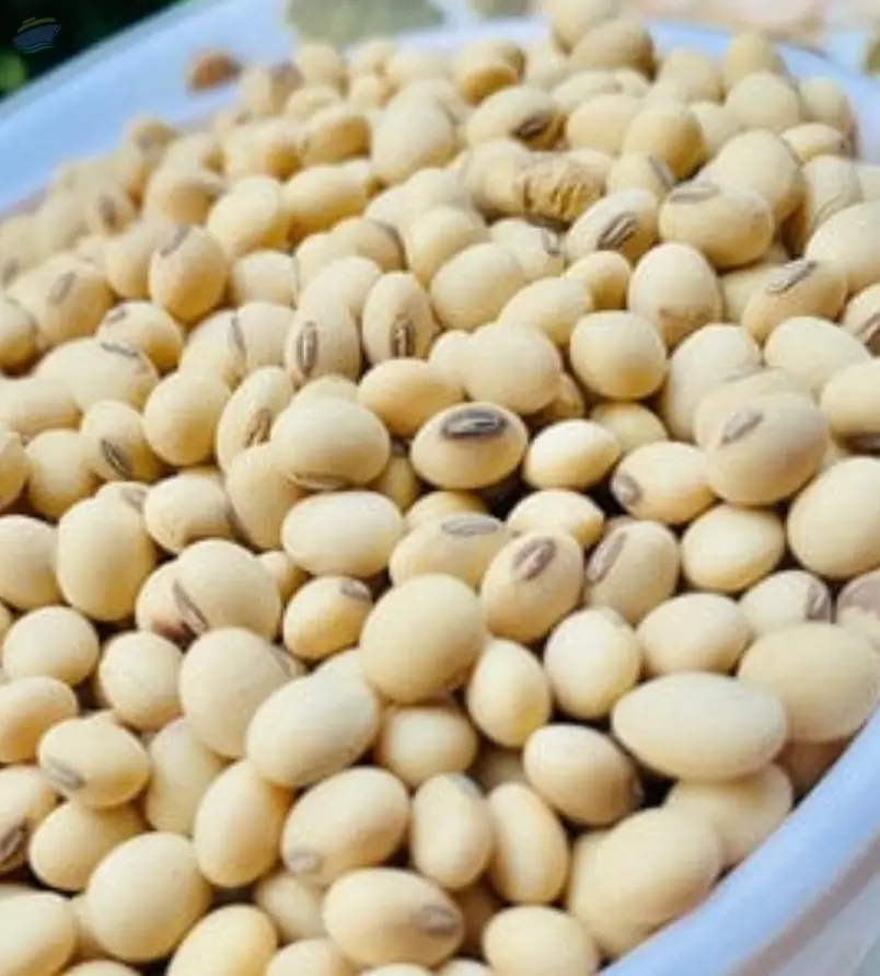 Soya Beans