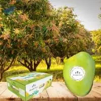 Alphonso Mango