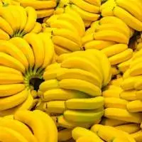 Cavendish G9 Banana