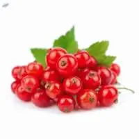 Premium Red Currants