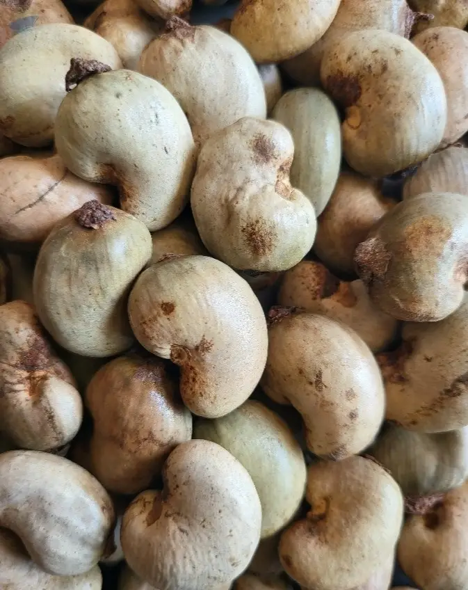 Dry Raw Cashew Nut