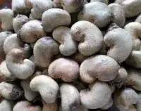 Dry Raw Cashew Nut