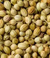 Coriander Seeds
