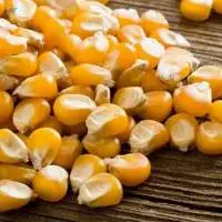 Yellow Dried Corn