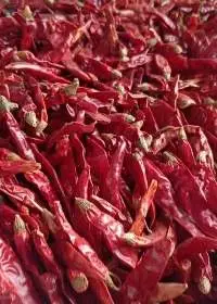 hot red pepper