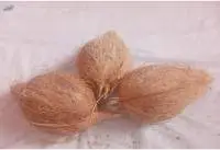 Semi Husked Coconuts