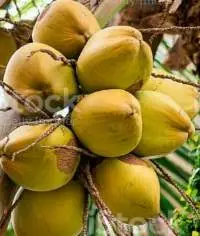 Raw Coconut with husk