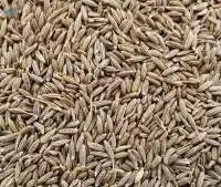 Cumin Seed (Jira)