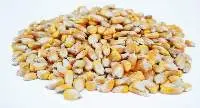 Corn