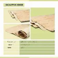 Eucalyptus Core Veneer