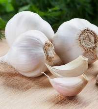 Garlic