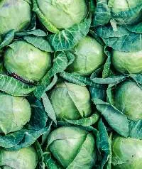 Cabbage