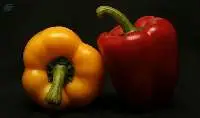 Capsicum