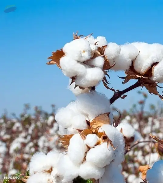 Cotton( All Products )