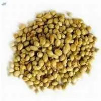 Dhania