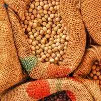 Soyabean