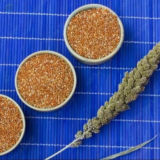 Green Millet