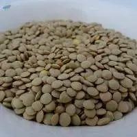 Lentils