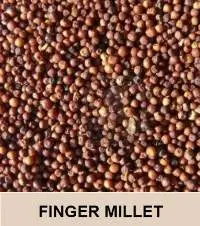 Finger Millet (ragi)