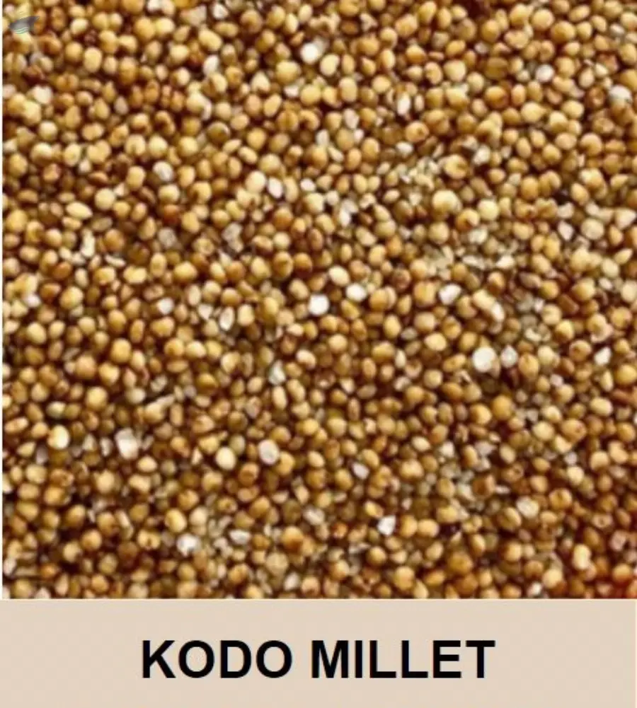 Kodo Millet