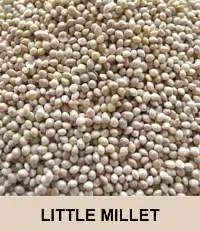 Little Millet